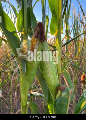 Green corn stalks with ripe cobs in a farm field on a sunny day. Stock Photo