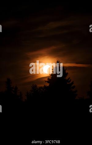 Vertical partial solar eclipse setting behind silhouetted pine trees in a dramatic orange sky with wispy clouds. Stock Photo