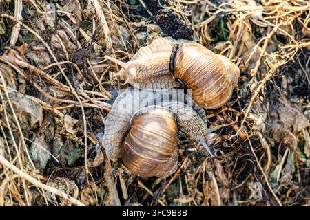 Top down view of two land snails interacting on a bed of dry straw and organic garden mulch under bright natural lighting. Stock Photo