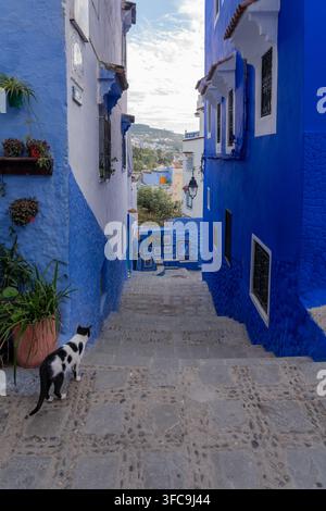 Blue colored houses and streets decorated with colorful flower pots in Chefchaouen, Morocco. Stock Photo