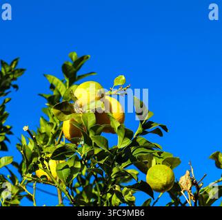 Bright yellow and green lemons hanging on leafy tree branches against a clear blue sky background. Stock Photo