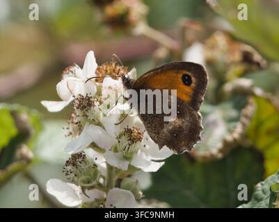 Isolated ventral close-up of a gatekeeper (pyronia tithonus) or hedge brown perched on a blackberry blossom (rubus fructicosus L.) in Germany in July. Stock Photo