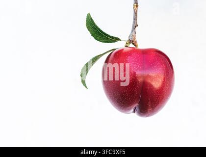 Ripe red plum hangs from branch with green leaves. Smooth skin reflects light against white background. Fresh fruit ready for harvest or culinary use. Stock Photo