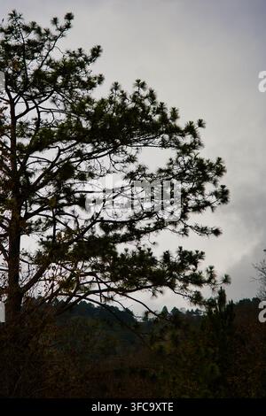 Pine Tree Silhouette Against Overcast Sky in Mountain Forest Stock Photo