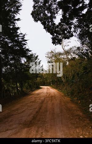 Empty Dirt Road Through Green Forest in Countryside Nature Stock Photo
