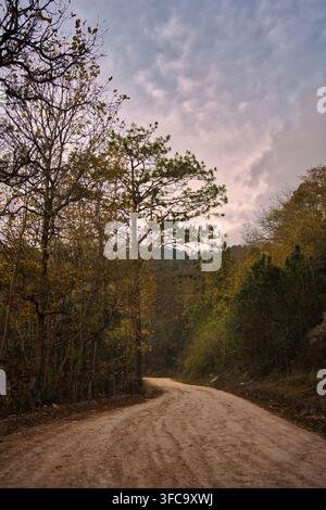 Winding Dirt Road Leading Through Pine Forest Under Dramatic Cloudy Sky Stock Photo