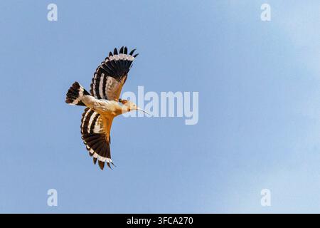 Eurasian hoopoe captured in flight with its distinctive black and white striped wings fully spread against a clear blue sky. Stock Photo
