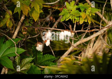 Open cotton bolls bursting from dried husks in a subtropical thicket on the banana coast of La Palma, Canary Islands, Spain Stock Photo
