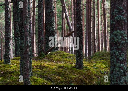 A detailed horizontal shot of a pine forest in Kemeri National Park, Latvia. The scene focuses on a vibrant green mossy forest floor and textured tree Stock Photo