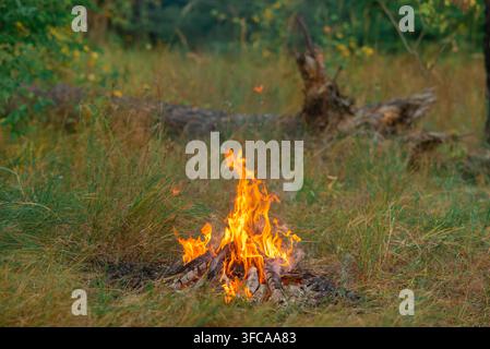Small campfire burning in a forest clearing on a green grass background, camping and bushcraft survival concept. Stock Photo