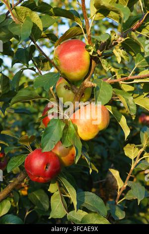 Ripe red and yellow apples growing on an apple tree in a sunny orchard, natural seasonal fruit harvest. Stock Photo