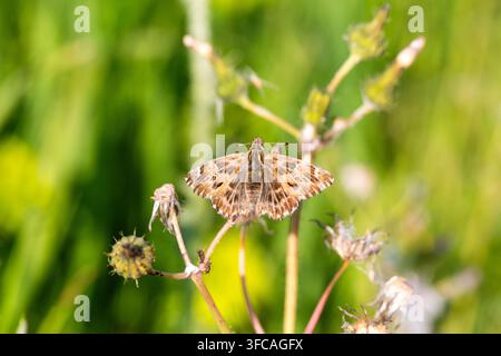 Small Brown Mallow Skipper Butterfly Resting on a Wild Plant in Sunny Meadow Stock Photo