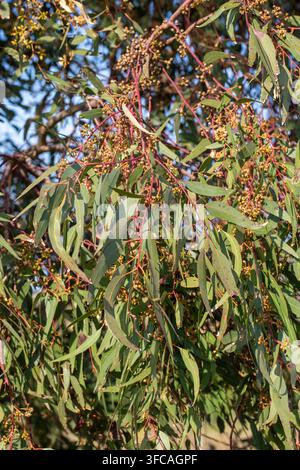 Eucalyptus Tree Branches with Long Green Leaves and Red Stems in Natural Sunlight Stock Photo
