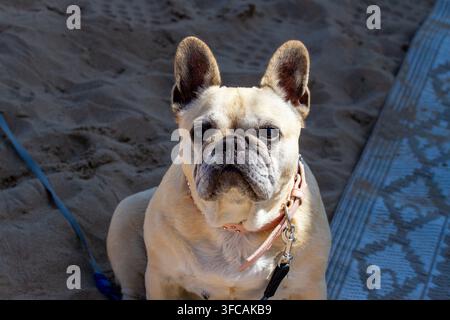 A fawn French Bulldog wearing a pink collar and leash, sitting on a sandy beach next to a beach mat. Southport, UK. Stock Photo