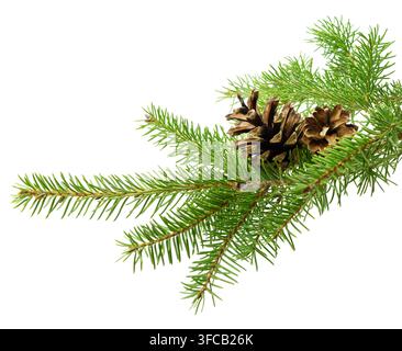 Natural decor of a fir tree branch with cones, set against a white background, evoking a classic Christmas and New Year feel. Stock Photo