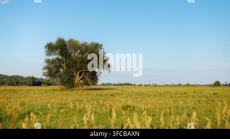 A beautiful rural landscape featuring a single large deciduous tree in the middle of a spacious grassy field, with distant forests on the horizon unde Stock Photo