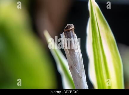 The cut or damaged tip of a bamboo or similar cane plant stem, Stock Photo