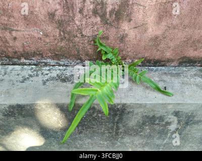 Green ferns growing naturally on an ancient brick wall. Close-up of green fern leaves contrasting against an old rustic stone wall Stock Photo