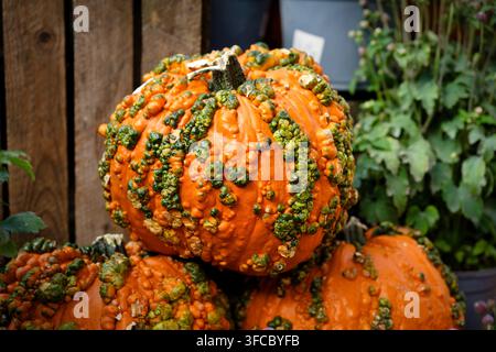 Vibrant orange Knucklehead pumpkin covered in bumpy green warts. Rustic harvest display with wooden backdrop and greenery Stock Photo