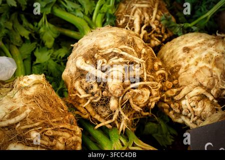 Fresh raw celeriac roots with visible stalks and green leaves displayed at a market stand. Organic healthy root vegetable Stock Photo