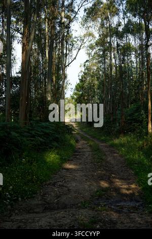 Sunlit dirt track winds through tall eucalyptus trees and dense woodland near Vilamariz Stock Photo
