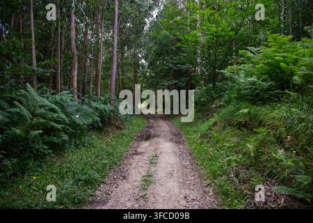 Camino del Norte trail winds through lush forest and dense ferns near Vilanova. Stock Photo
