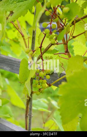 Close-up of young green grape clusters growing among vibrant vine leaves on a vineyard trellis, illustrating grape cultivation, agricultural productio Stock Photo