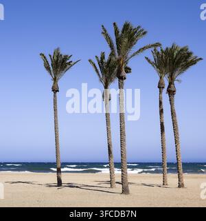Palm trees stand in the sand, blue sky and wavy sea in the background, Roquetas de Mar, Roquetas, Costa de Almeria, Province of Almeria, Andalucia, Stock Photo