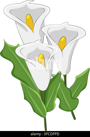 Isolated vector illustration of white calla flower botany. Vector illustration Stock Vector