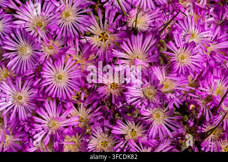 Top view of dense purple and lilac flowers creating a natural repeating pattern Stock Photo