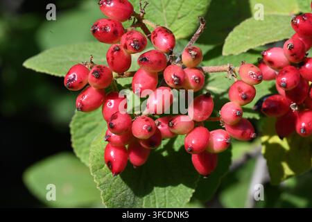 Foliage, Leaves, Red Berries or Fruit of Wayfarer, Wayfaring Tree or Hoarworthy Tree or Shrub,  Viburnum lantana Stock Photo