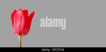 Red tulip flower close up detail of bud on grey background with copy space. Macro composition highlighting petals texture and natural structure clearl Stock Photo