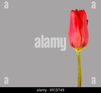 Single red tulip flower positioned upright on grey background with copy space. One bloom placed vertical showing bud form and natural plant structure Stock Photo