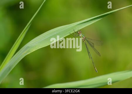 Close up of a metallic green willow emerald damselfly (Chalcolestes viridis) resting on a bright green reed with a soft background Stock Photo