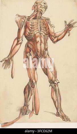 Muscles of the human body, drawing, Numbered top right: 5., Low Countries, 1600 - 1649, draftsman (artist), materials by function, paper, ink, brush, pen, brush in red, brown and grey with pen in brown, height 345 mm x width 216 mm, muscles, anatomical model of the muscles, muscle-man, 'écorché'., A detailed anatomical drawing of a human figure seen from the front with skin removed to reveal muscles and bones, rendered in ink and muted reddish and beige tones on a light background; the head is tilted back showing the skull, jaw, and neck muscles, the ribcage and sternum are exposed with Stock Photo
