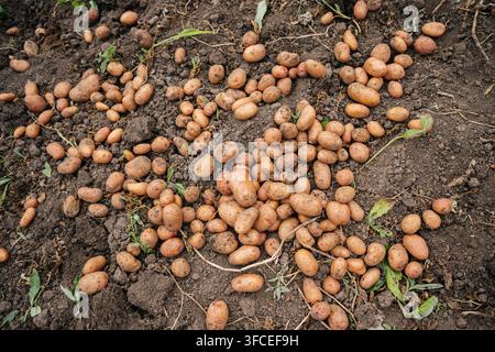 Many freshly harvested potatoes lying on ploughed soil in a vegetable garden, organic homegrown crop photographed from above. Stock Photo