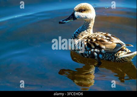 Serene duck glides on calm, reflective water. Its feathers shimmer with intricate brown and white patterns. The duck's head features a soft, textured Stock Photo