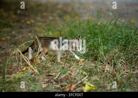 Tabby kitten carefully moving through green grass with dry leaves Stock Photo