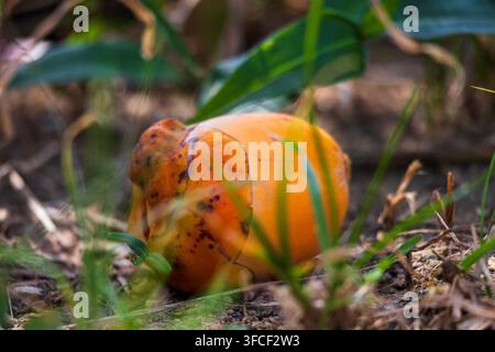 Close-up of a fallen dry baby coconut resting on the ground with green foliage and some pebbles Stock Photo