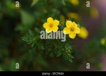 Close up shot of two bright yellow potentilla flowers surrounded by blurred green foliage in a natural garden setting, botanical beauty, spring season growth Stock Photo