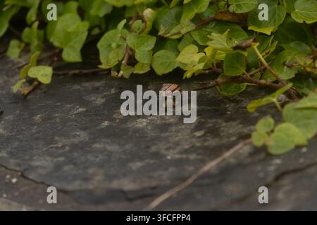 Snail on a wall Stock Photo