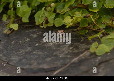Snail on a wall Stock Photo