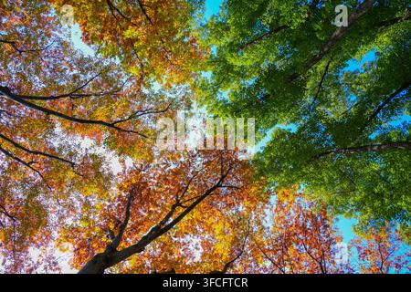 Low‑angle upward view of mixed autumn and green tree canopy under bright blue sky Stock Photo