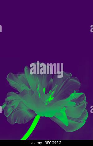 Neon green glowing tulip flower on dark purple violet background, creative digital art processing with vibrant pop art pop-art style. Copy space Stock Photo