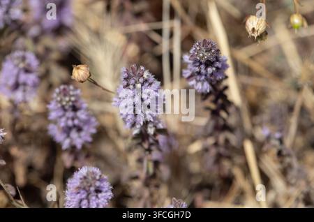Small purple wildflowers blooming among grasses in a natural meadow in the Pacific Northwest, USA Stock Photo