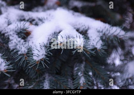 Close up of dark green conifer needles covered with fresh white snow. Detailed texture of frost and ice on evergreen forest foliage in winter. Stock Photo