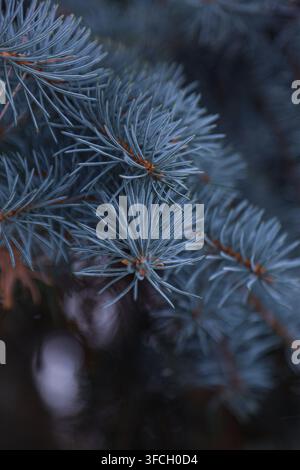 Detailed close up of blue spruce tree branches featuring sharp needles and brown stems against a dark blurred background. Stock Photo