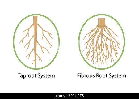 Root types icon, comprehensive comparison between taproot system with its thick central primary root, taproot system and fibrous root system, vector Stock Vector