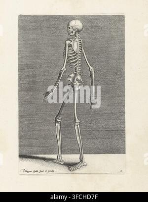 Skeleton in profile., Instructions et fondements de bien pourtraire, Fundamenten van het teken, print, Series number, 2, 13, Skeleton, standing, in profile. The print is part of a thirteen-part series on the fundamentals of drawing., printmaker: Philips Galle, Antwerp, 1589, Attributed to, paper, engraving, gravure, height 236 mm x width 160 mm, anatomical model of the skeletal system., A detailed monochrome engraving of a human skeleton shown from the rear, standing on a flat surface with one foot slightly forward, the skull turned to the side, the ribcage, spine, pelvis, arms, hands, legs, Stock Photo