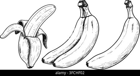 Hand drawn banana fruit illustration in sketch style for healthy food market branding or organic food cafe menus decor. Stock Vector